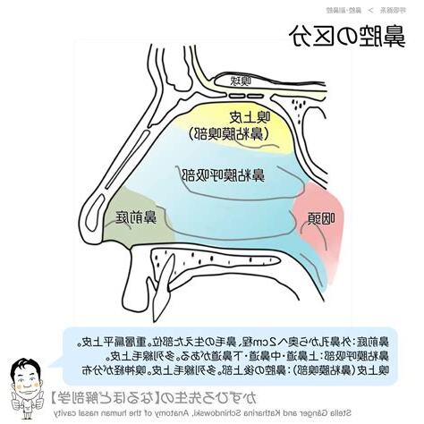 鼻毛 位置